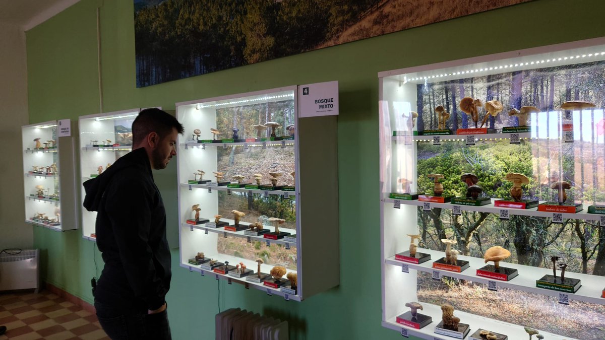 CITAAragon's tweet photo. 📸 Imágenes de las Xlll Jornadas Micológicas de #Orcajo celebradas el pasado fin de semana con representantes de @mico_aragon, la Sociedad Micológica Caesaraugusta y el Ayuntamiento de Orcajo.

🍄 Un encuentro en el que participó el investigador del CITA Fernando Martínez Peña https://t.co/VW3uFn5EGx