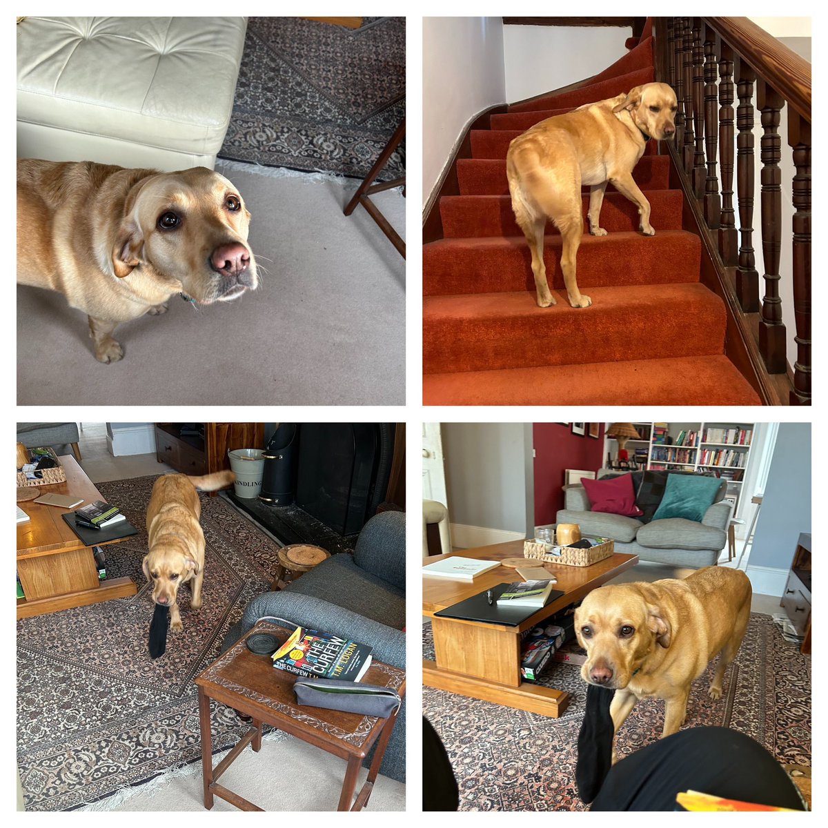 LiamMcIlvanney's tweet photo. Today in the McIlvanney menagerieโฆ#NotOurDog ๐ฆฎ https://t.co/RhS5ynR4wB