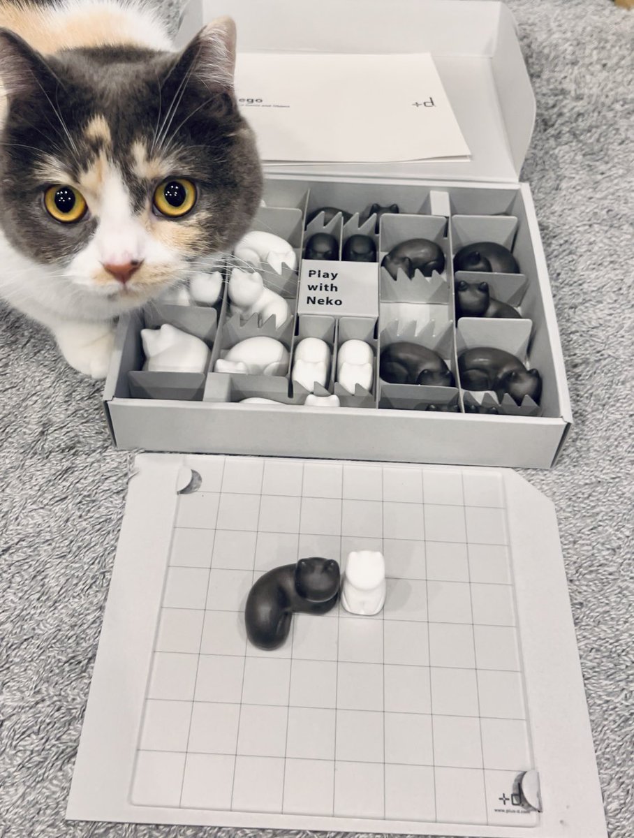 315abi's tweet image. ミー子、これは「世界を少し平和にするゲーム」なんだって。

#Nego
#ミヌエット
#猫のいる暮らし 
#猫好きさんと繋がりたい𓏲𓎨