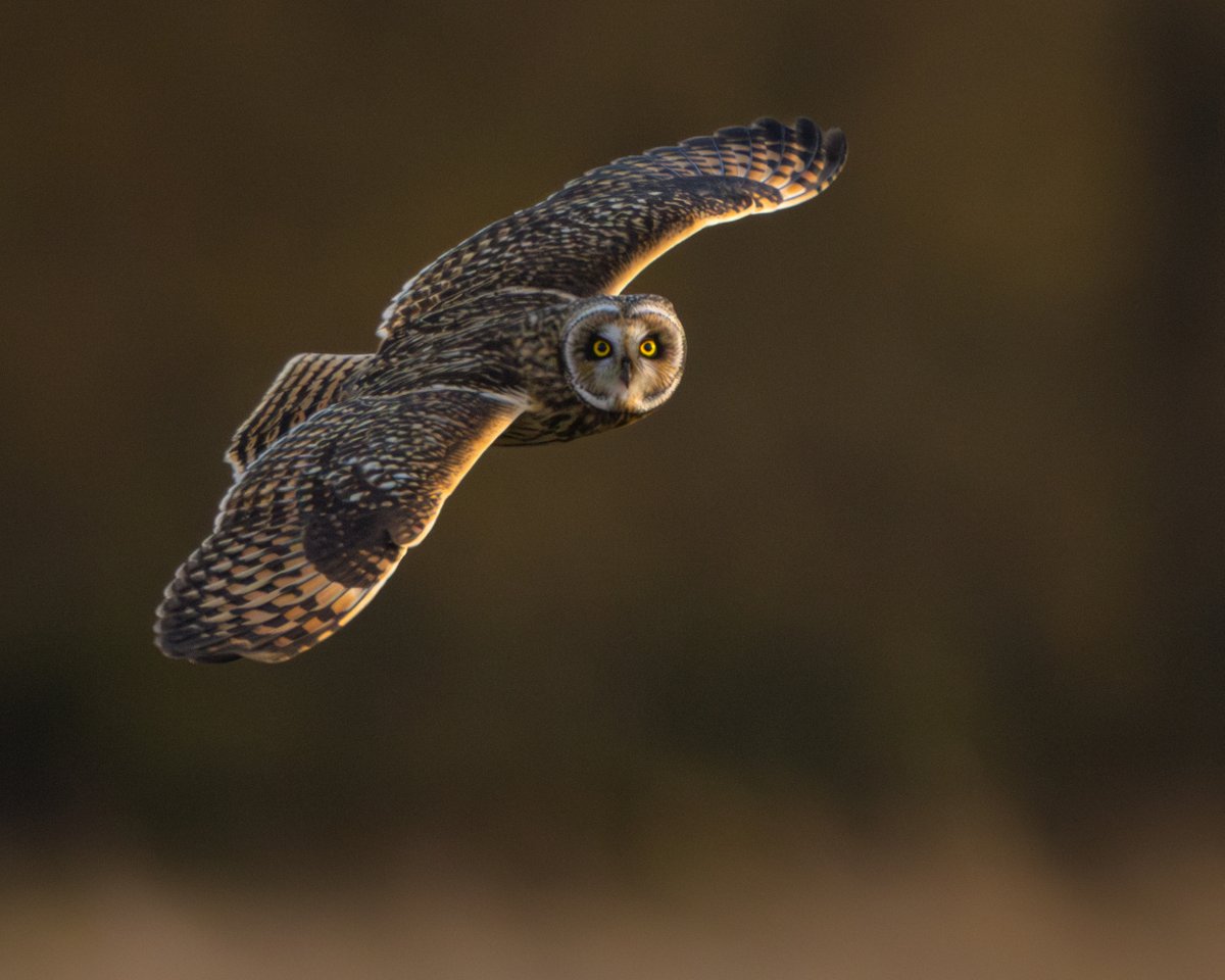 'Ayes to the right' 
As the #shortearedowl flew towards the setting sun, the golden hour radiated in its eyes & on its wings. Then it turned that incredible revolving head & its piercing eyes came smacking down my lens
#sharemondays2023 #fsprintmonday #wexmondays #birdphotography