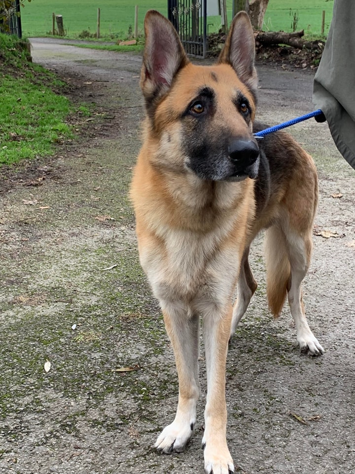 Please retweet, this is the reality every day across the UK.
Healthy dogs are being put to sleep by council pounds because rescue shelters are full. 
Nov 17 2023
'How incredibly stunning is this lad his PUT TO SLEEP date was today but we had someone collect him at 9am and take