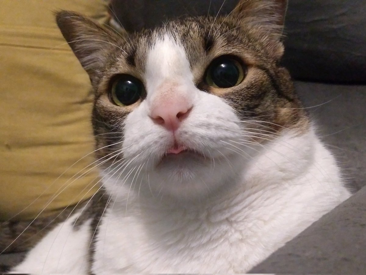 Quero todos os animais bobinhos na minha mesa agora imediatamente