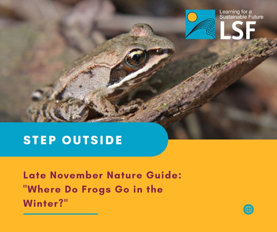 LSF_LST's tweet image. 🐸❄️ As winter approaches, where do frogs vanish? Some become &apos;frogsicles&apos;! Unearth their incredible cold-weather strategy in Where Do Frogs Go in the Winter? Nature Guide. Explore frosty frog secrets and more! 🐣📚 #WinterFrogs #NatureGuide

bit.ly/SO-frogs23