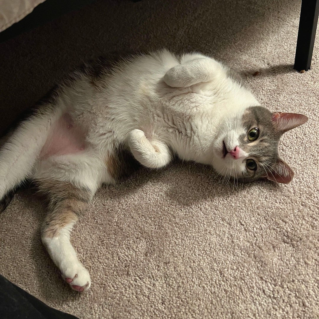 Meet the adoptable Harry! He enjoys playtime with lasers but turns into a loving lap cat when it's time to relax. Bonus: his chunkiness means more of him to love and cuddle, ensuring warmth during these cold months 🥶