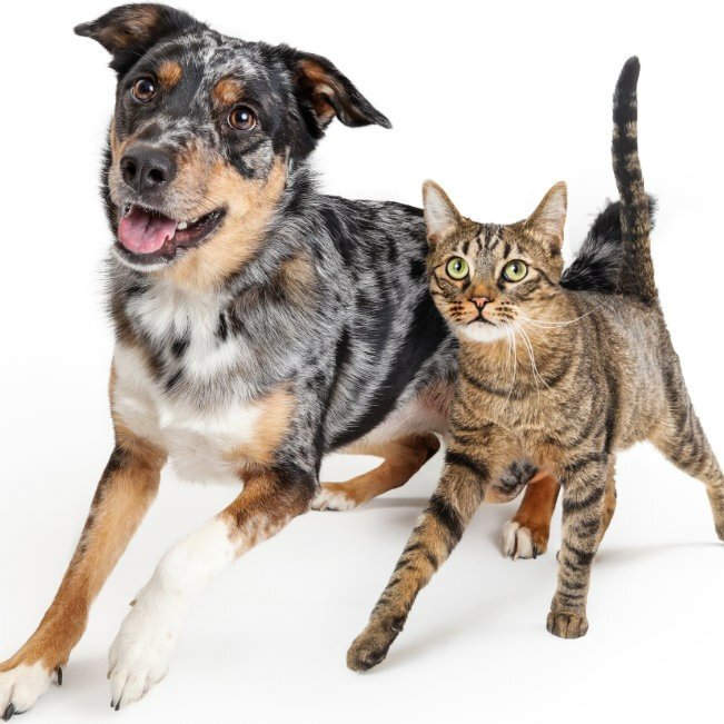 #Kleintierkliniken Weiterbildungs-Seminar für Tierärzte/Tierärztinnen - Jetzt anmelden! Am 30. Nov. 2023 von 18:00 - 19:45 Uhr präsentiert die Klinik für Kleintierchirurgie praxisnahe und interessante Fälle aus der Kleintierorthopädie. Anmeldung und Infos: tierspital.uzh.ch/tier.../weiter…