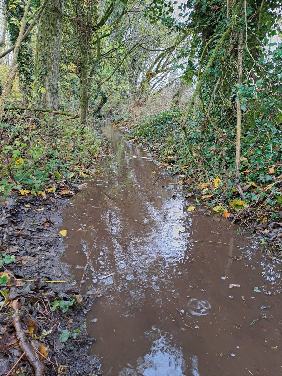 Today at Green Drive, we have been maintaining the drainage ditches and soakaways as part of our winter maintenance, by scraping out leaves, twigs and branches. This ensures they retain their volume throughout the winter months.
You never know who will benefit..... 🐸