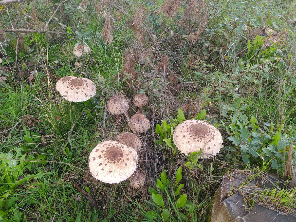 mushring's tweet photo. #MushroomMonday #mushrooms #fungi #fungiforecast #mushring https://t.co/8Qin5RPlzY https://t.co/6tt80VHjjg