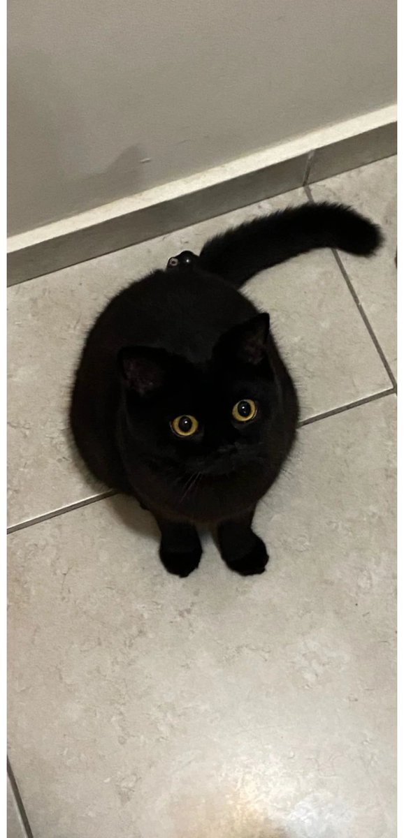 catsthatarecute's tweet photo. https://t.co/sIMjjaiBSO