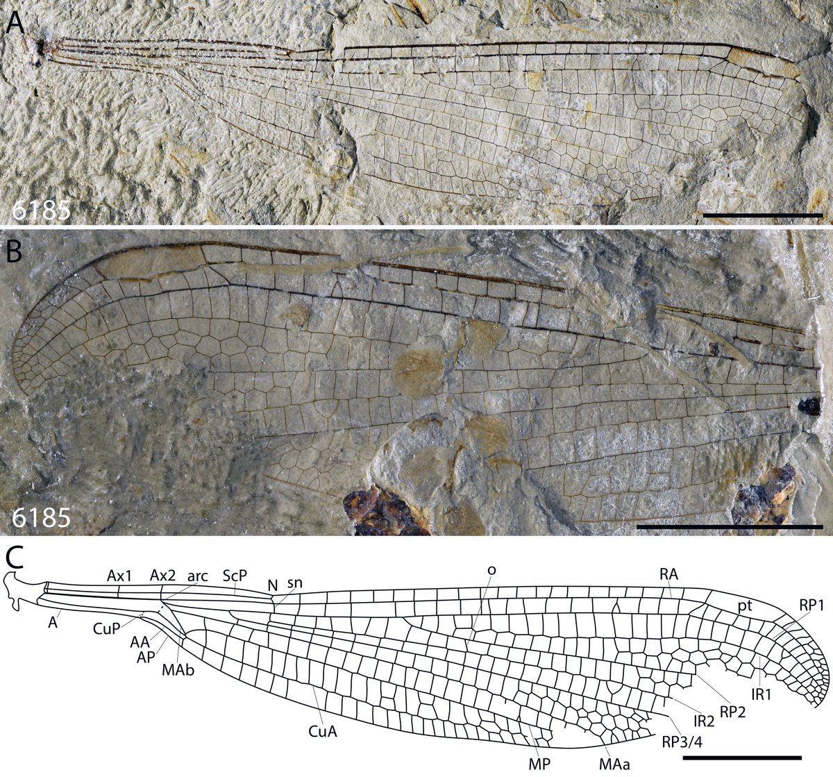 Corentin Jouault (@jouaultcorentin) on Twitter photo Our new paper is out🥳: New odonatans (Odonata: Gomphaeschnidae; Synlestidae) from the Paleocene Paskapoo Formation: systematic and biogeographical implications / with <a href="/baptistecoutret/">Baptiste</a>
<a href="/ISYEBsp/">ISYEBsp</a> @ISYEB_UMR <a href="/OSURennes/">OSUR-Observatoire des Sciences de l'Univers Rennes</a> <a href="/GeosciencesR/">Géosciences Rennes</a> <a href="/isemevol/">isem</a> <a href="/UAlbertaMuseums/">University of Alberta Museums</a> <a href="/EASCollections/">UofA EAS Collections</a> Our new paper is out🥳: New odonatans (Odonata: Gomphaeschnidae; Synlestidae) from the Paleocene Paskapoo Formation: systematic and biogeographical implications / with <a href="/baptistecoutret/">Baptiste</a>
<a href="/ISYEBsp/">ISYEBsp</a> @ISYEB_UMR <a href="/OSURennes/">OSUR-Observatoire des Sciences de l'Univers Rennes</a> <a href="/GeosciencesR/">Géosciences Rennes</a> <a href="/isemevol/">isem</a> <a href="/UAlbertaMuseums/">University of Alberta Museums</a> <a href="/EASCollections/">UofA EAS Collections</a>