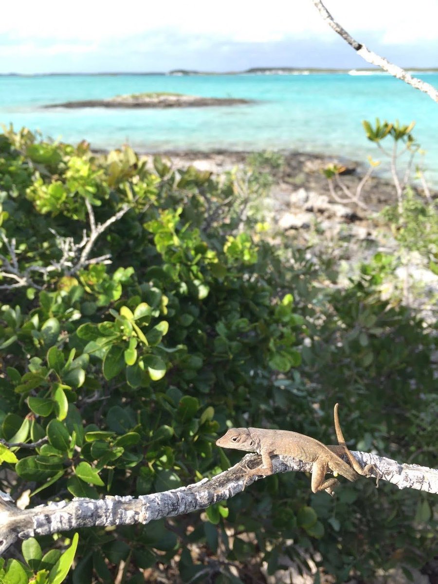 Can behavioral decisions of a single species alter the dynamics of entire ecosystems? A 🧵 on our latest @Ecology_Letters study on the cascading effects of the arrival of new predators LINK to Open Access paper: doi.org/10.1111/ele.14… #biologicalinvasions #anolis #predation