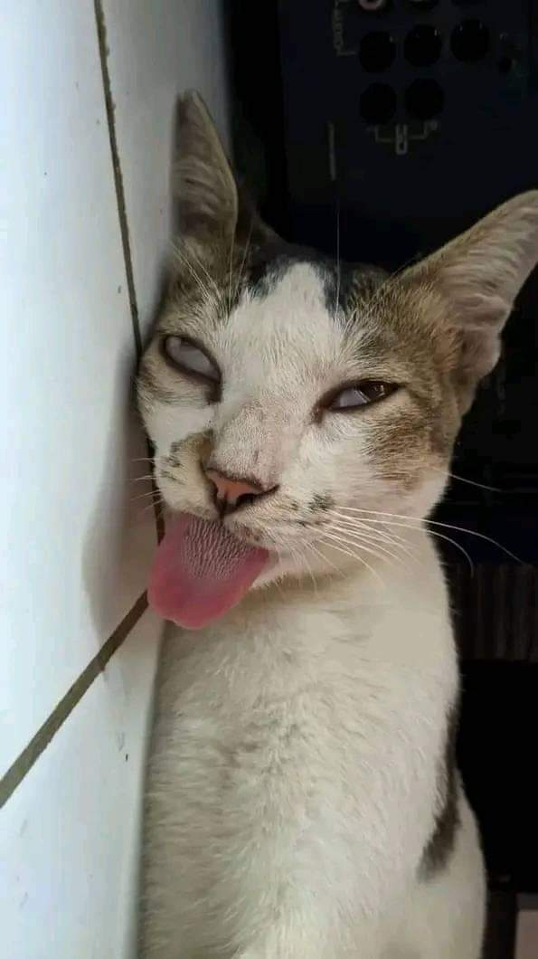 "sorry ya aku mabok"