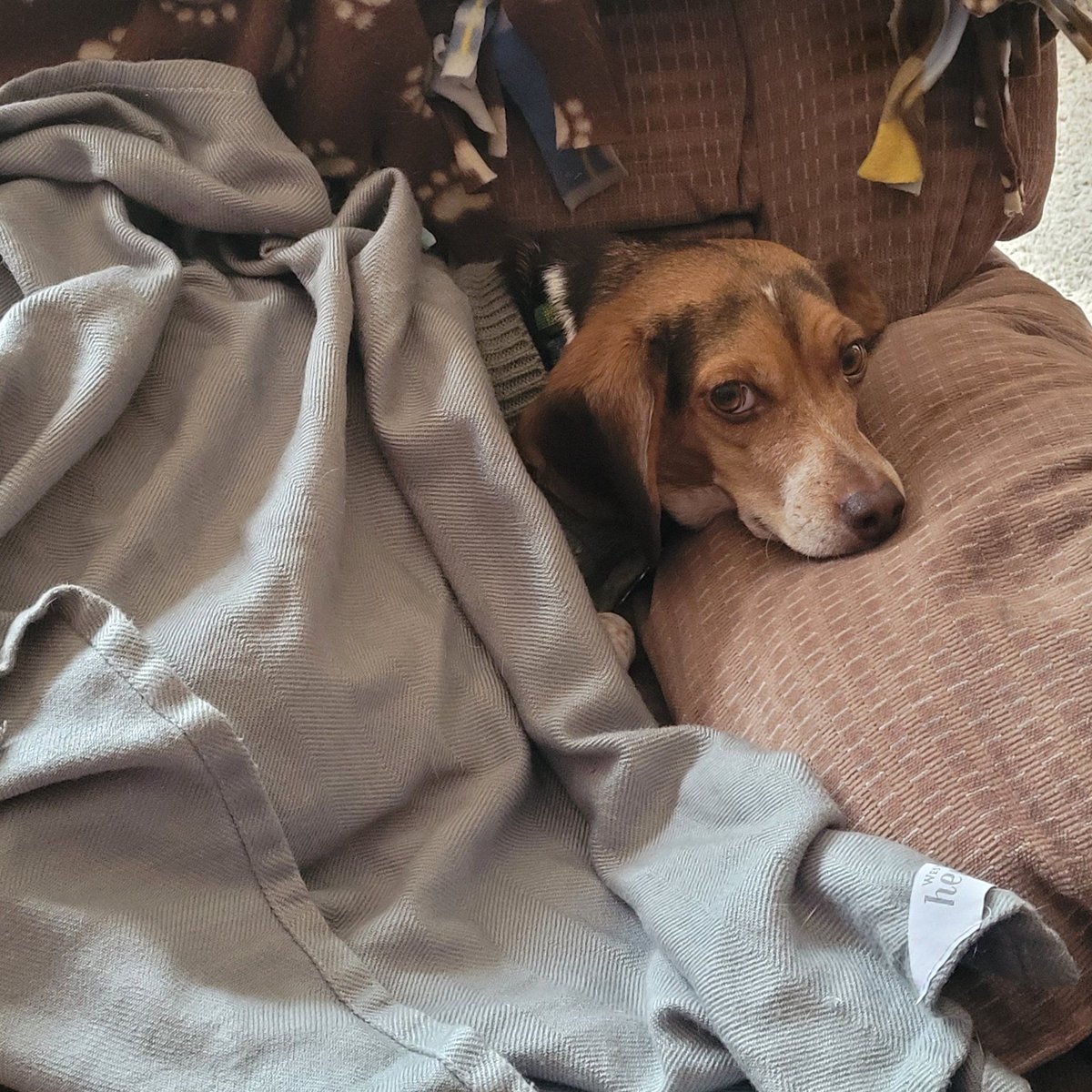 Beagle Facts tweet media