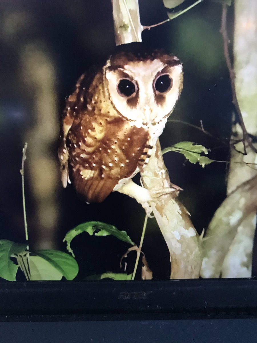RIAllison62's tweet photo. Just back from an epic trip to Borneo - saw 4 Bulwers Pheasants including a male at Danum plus an almost as mythical Chestnut capped Thrush! To say there are a lot of leeches at Danum is an understatement!!! https://t.co/rpdpqQuPsU