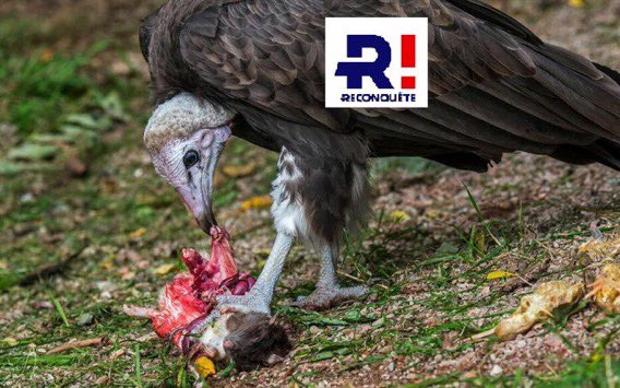 Pygz1's tweet image. Là fachosphère et #reconquete qui tentent de récupérer la dramatique #Rixe pour en faire un attentat …. #Francocide #Crepol