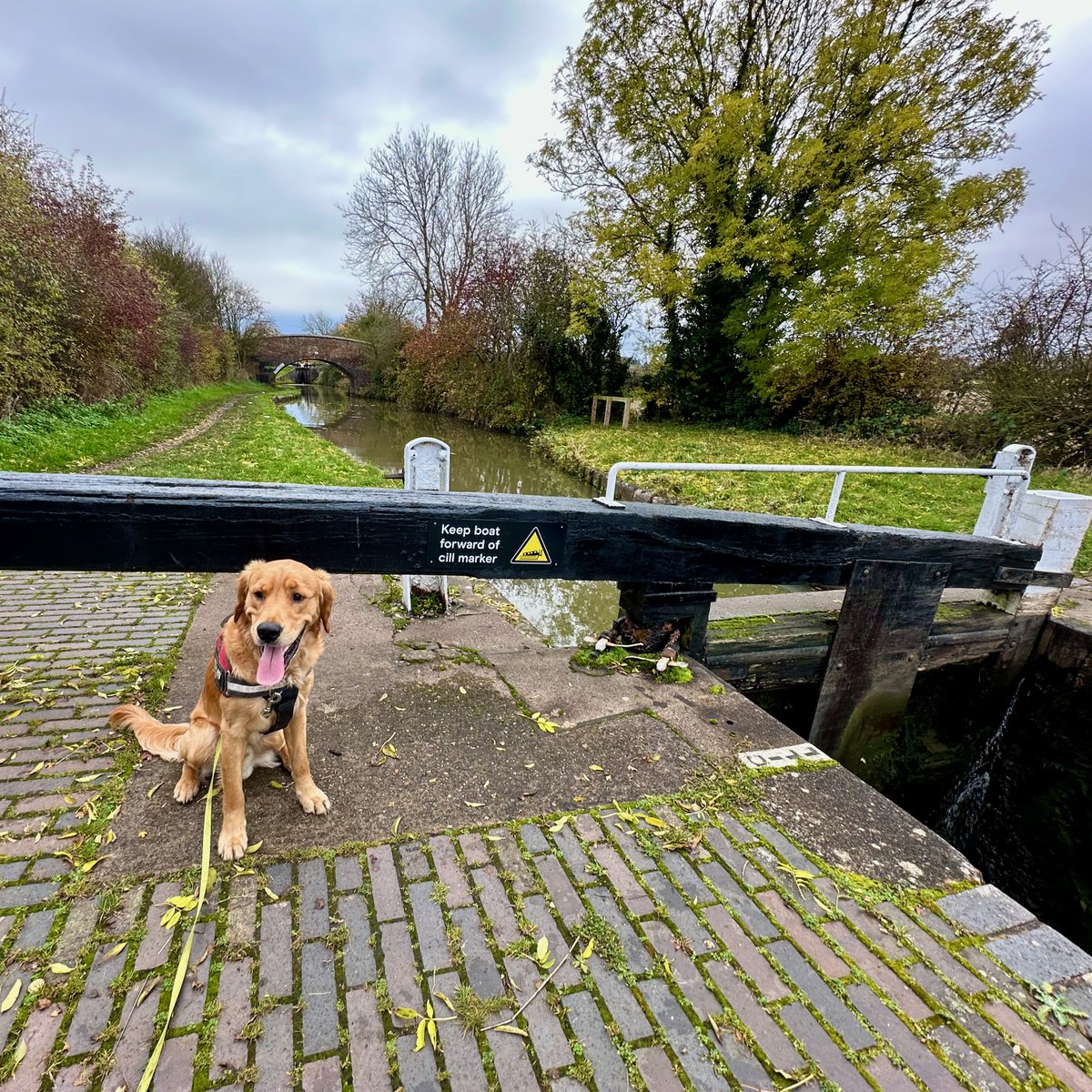 Today is Finlay's 1st birthday so happy 1st birthday #RedMoonshine :) he's enjoyed a walk along #CoventryCanal at lunchtime. #BoatsThatTweet #LifesBetterByWater #GoldenRetrievers #FirstBirthday #KeepCanalsAlive #AtherstoneLocks