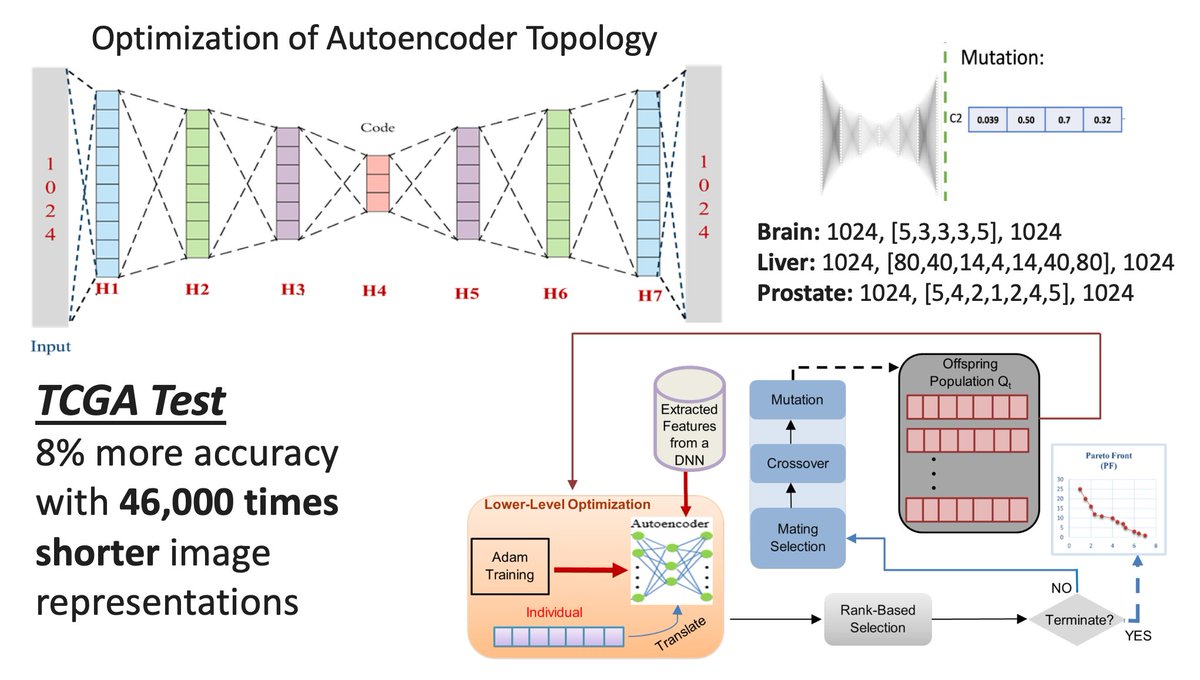 HRTizhoosh's tweet photo. Just published: Evolutionary multi-objective design of autoencoders for compact representation of #histopathology whole slide images.
URL: https://t.co/kszqmtndJx
#AI #Pathology #imageretrieval https://t.co/ohSPyG7Oiq