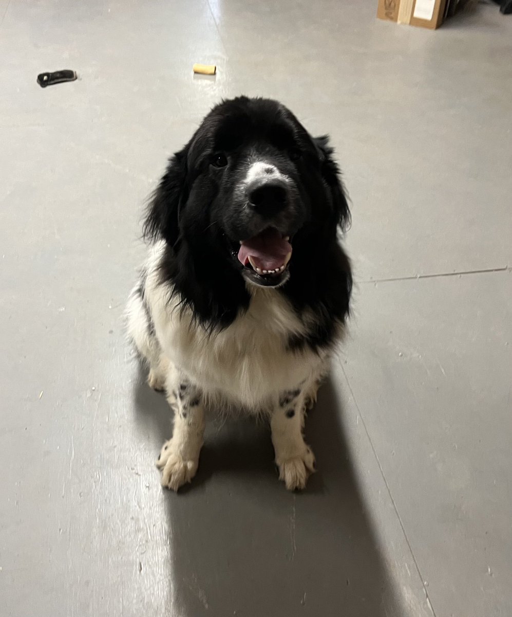 We have a very handsome office mate today! It’s Frank! 😍 

#newfoundlanddog #goodboy #cutie #officedog