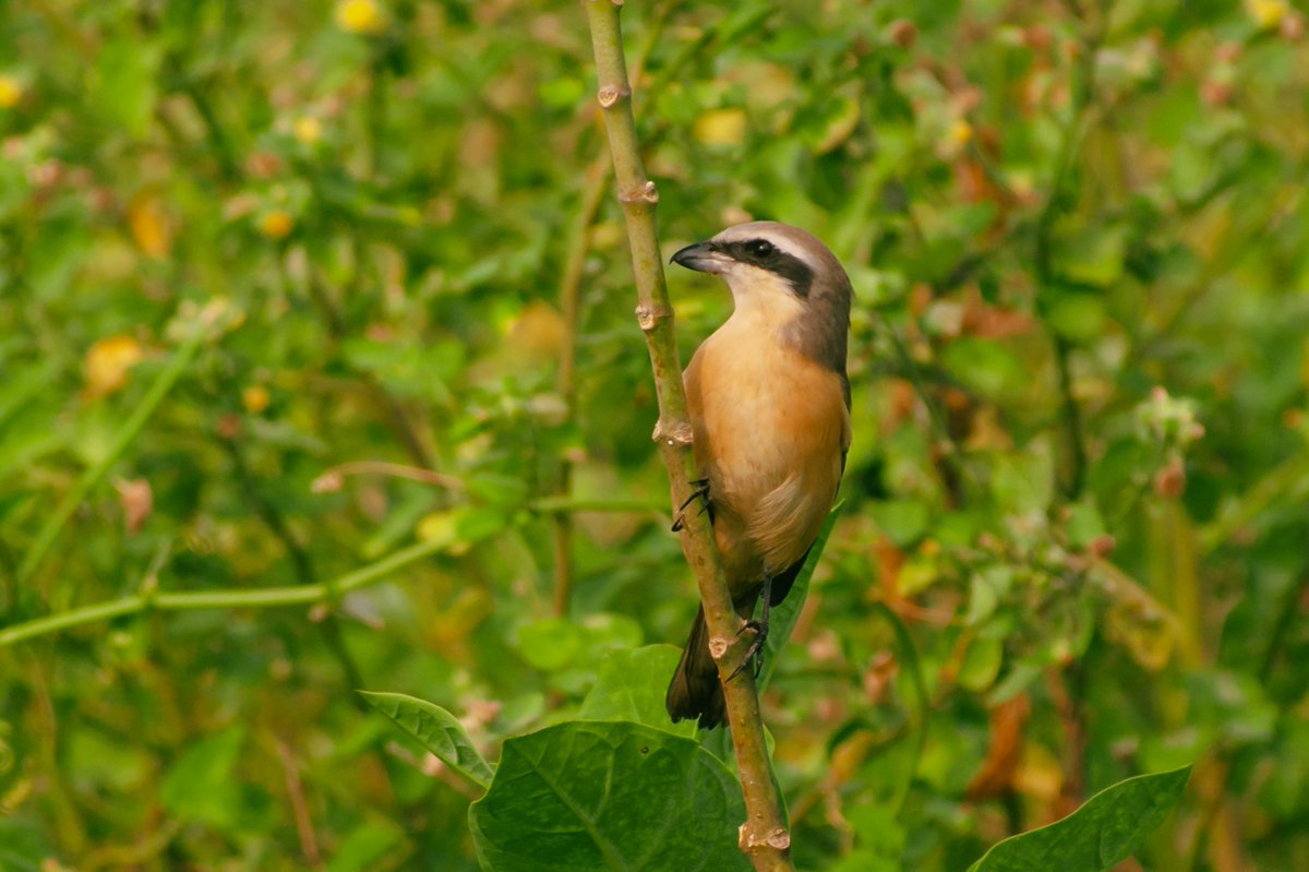bownaankamal's tweet photo. Birds of Asia
1) Indian peafowl | Lake Kumizhi | India
2) Long tailed Shrike | Chennai | India
3) Turkestan Shrike | Nuwaiseeb | Kuwait
4) Yellow-billed babbler | Chengalpattu | India
#bird #earthcapture #birds #birdsofasia #coloursofasia #earthinfocus #bownaankaaml #ecosystemprotection #asia #asianbirds
