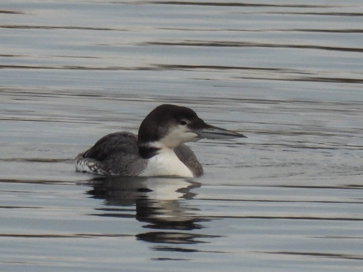 alwaysinascarf's tweet photo. Great Northern Diver, off dam about 3pm this afternoon. #northantsbirds https://t.co/sPYMSsUJo3