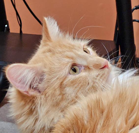 This boie... 🐈💖