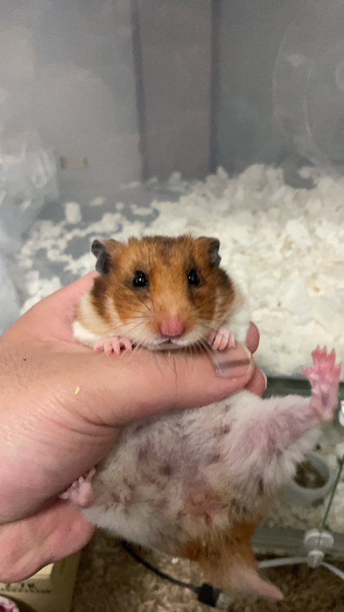 hamsternikoniko's tweet photo. そして現在みかん🍊これを飲ませてからうちのゴールデンシリーズは長生きするね！特にメスのゴールデンは病気しやすいので注意！
まぁ試しにハムスターに使ってはいかがですか？ https://t.co/ykdfmN0dJE