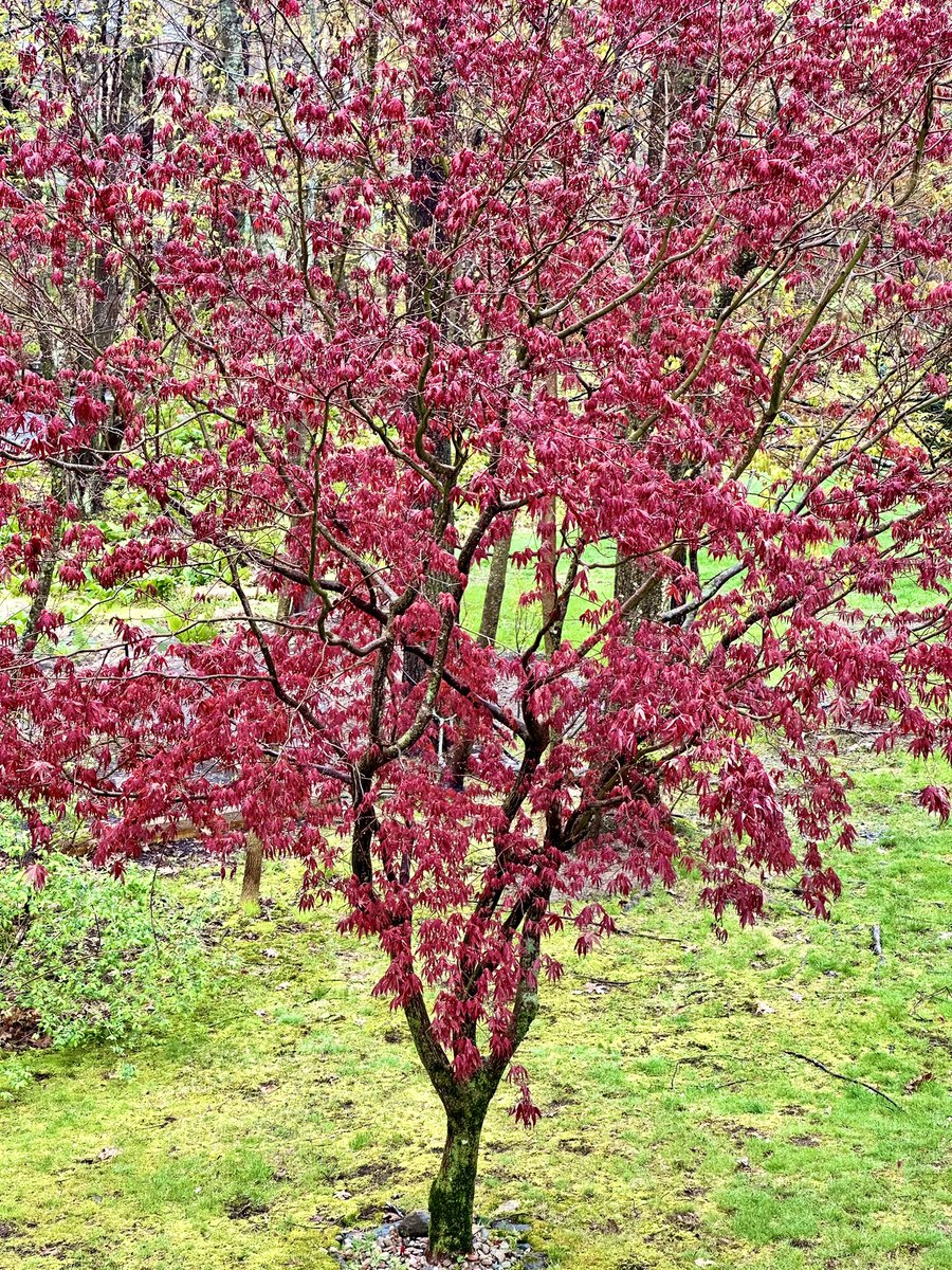 itsme_krrishm's tweet photo. QT with a tree 🌳🌲🌴

Mine…

#JapaneseMapleTree 
#Tree https://t.co/4Y4raOiEED