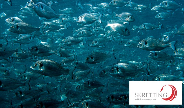 pesceinrete's tweet image. #Protec, l’alimento funzionale che rinforza, sostiene e bilancia. @SkrettingItalia 
pesceinrete.com/protec-lalimen… #acqucoltura