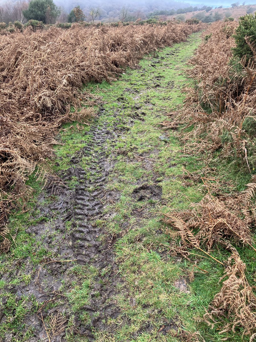 Yet again hunt activity trashing the #sssi . Horses and motorbikes on a footpath on protected land. If it had been mountain bikers there would be uproar. <a href="/NaturalEngland/">Natural England</a> <a href="/quantockhills/">Quantock Hills National Landscape</a>