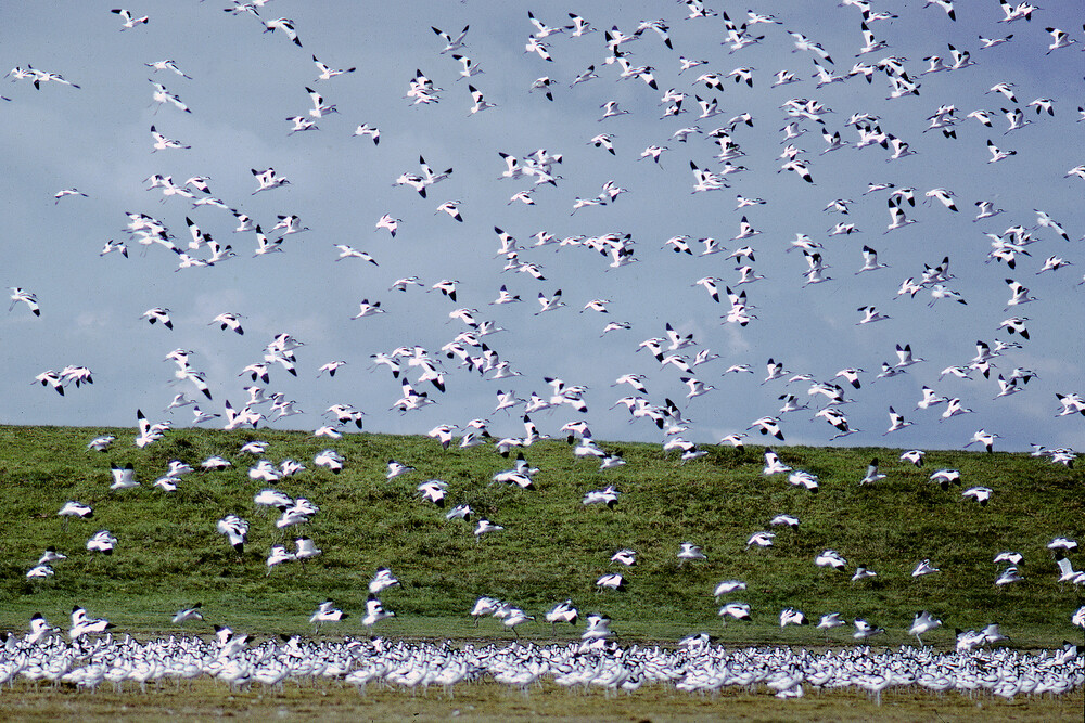 A Technical Support project is improving #migratory #birds monitoring in the #WaddenSea 🐦🦅
Today <a href="/EU_Commission/">European Commission</a> gathered🌎experts to explore innovative methods to monitor birds flight and its relation w/ #pollution in coastal areas
👉🔗europa.eu/!ngn9fT @Ad4EU