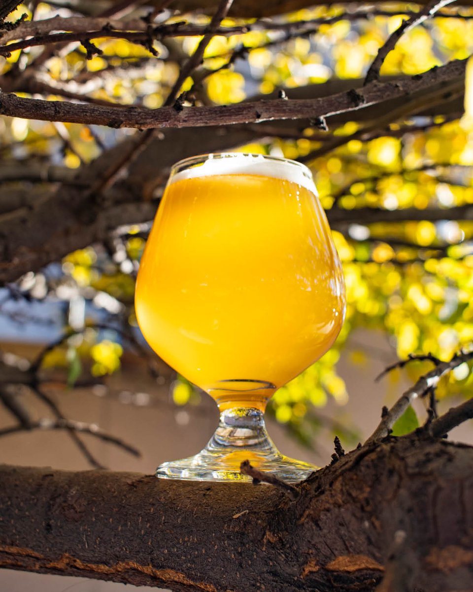 Each sip of this month’s seasonal, the Cinnamon Apple Saison, is crisp and refreshing, making it the perfect brew for Fall. 👌 Come kick back and enjoy a glass as we head towards Thanksgiving. #coloradospringsbrewery #coloradospringsfood #coloradospringsfoodie