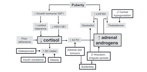 📕Management aspects of congenital adrenal hyperplasia during adolescence and transition to adult care ✍️Objetivo de tto esencial a lo largo de la vida en #HSC es reemplazar los GC para evitar la producción excesiva de andrógenos SR onlinelibrary.wiley.com/doi/full/10.11… @NeuroendocrinoS