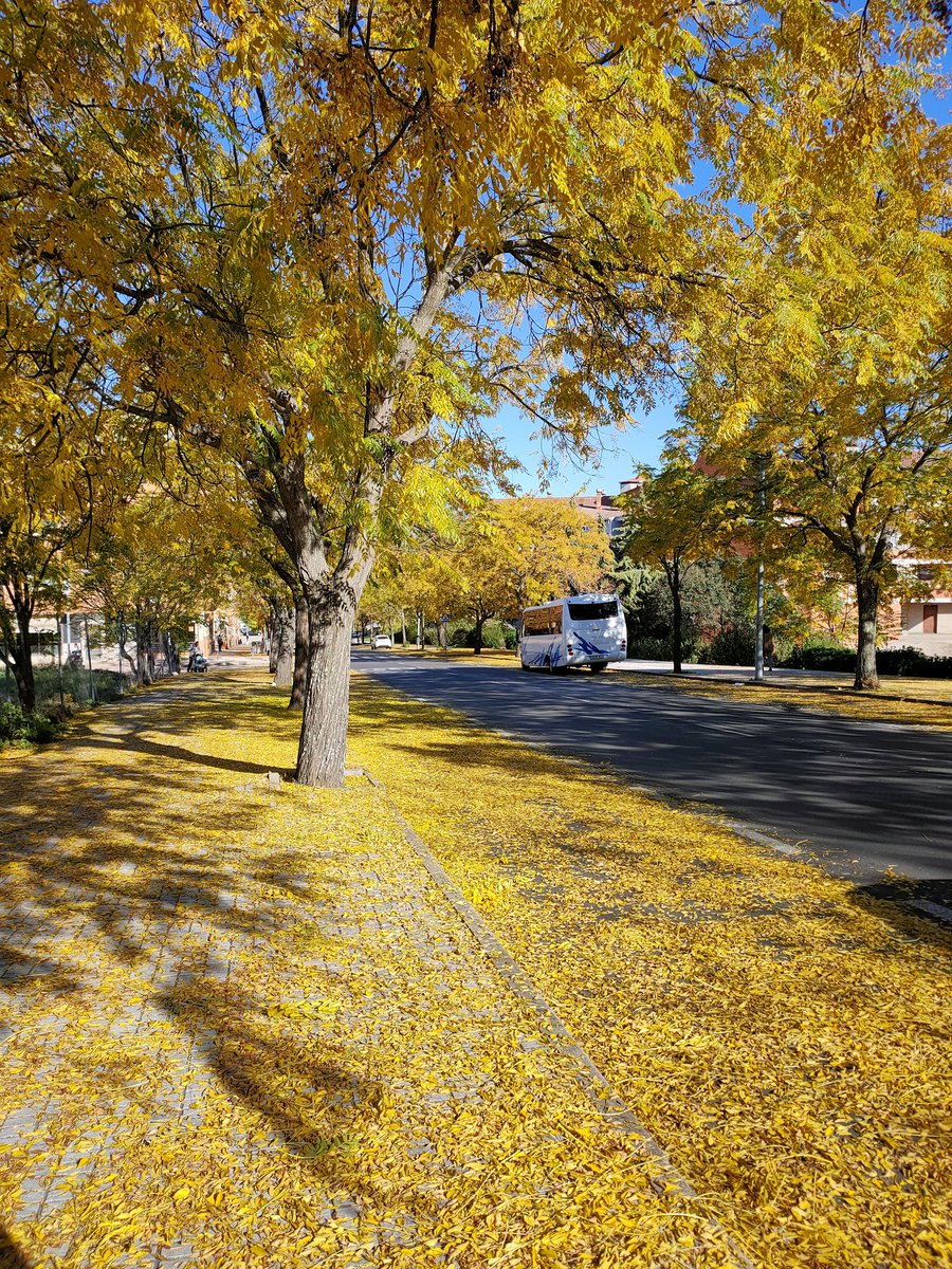 DSHolguin's tweet photo. Bucólico, romántico, sueño Parisino... Es la avenida de Extremadura, pero podría ser cualquier  barrio de #Cáceres. 

Las barredoras sólo las manda el Ayuntamiento a la gran manzana del Paseo de Cánovas. 

Cuidado con los resbalones que esta semana caerá las primeras pelonas. https://t.co/MKtqtgMrYH