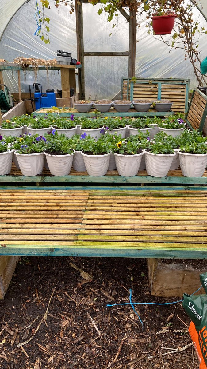 Scullery O'Tullagh tweet media