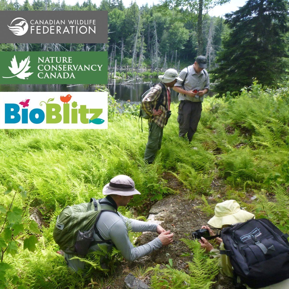 CanuckleGame's tweet photo. Canuckle #554: BLITZ 🌱📷🏞️
Yesterday was the 110th @CFL #GreyCup! When you hear the term blitz you probably think of football, but the Canadian Wildlife Federation (@CWF_FCF) and the Nature Conservancy of Canada (@NCC_CNC) use Bioblitzes to help determine the health of an ecosystem. A Bioblitz is a participatory search for species within a limited area and a limited timeframe that takes a "snapshot" of as many living things as possible. Biodiversity - literally the variety of life - is an indicator that an area is ecologically stable and healthy. Through use of the @inaturalist Canada app, the species records are compiled into a single data set to help researchers, scientists and policy-makers to help them make informed decisions about wildlife management. Learn more at https://t.co/p5Y4YHkTBU and https://t.co/01uniYy49k!
