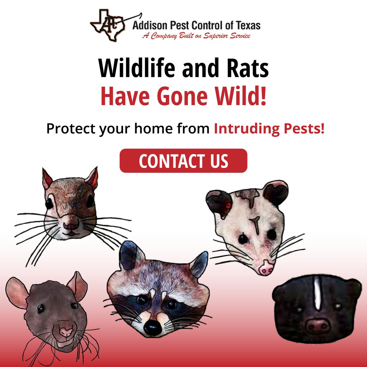 AddisonPest's tweet image. Did you know #wildlife carry and spread a variety of diseases, and they can cause a lot of destruction? The best way to #eliminate wildlife from your property is to partner with a local #pestcontrol expert. APC is committed to providing you with superior pest control services.