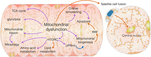 Recipient of our @BiochemSoc 2023 #ECRAward @AmyV91 and colleagues @mitomusclelab @ValDiLeoMito @TiagoMBGomes provide an up-to-date #OA review on the interactions between mitochondrial dysfunction and skeletal muscle biology in mitochondrial myopathy. doi.org/10.1042/BCJ202…
