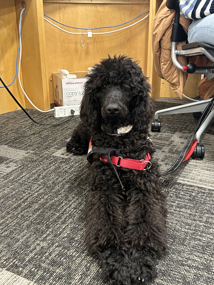 HCWEMiami's tweet photo. One thing we’re thankful for at the HWC is our fuzzy friend, George. He’s a service animal with one of our consultants through Paws for a Cause Miami.
What are you thankful for this week?
#HWC #HCWE #MiamiOH #PawsForACause #FuzzyFriends #ServiceAnimals https://t.co/kaOWPGVbKM
