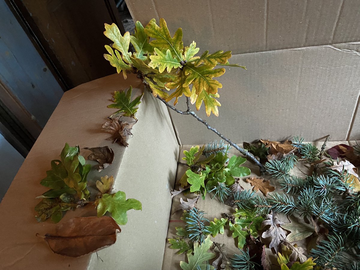 HollyOakLife's tweet photo. More foraging and got this gorgeous Oak wand!またお庭に落ち葉枝探し今回はとても美しくて立派なオークの枝も落ちていました!乾かしてノエルデコに🫶 #foraging #fromgarden #infrance #countrylife #autumn #oakwand #oakleaves #sapin #庭のある暮らし #落ち葉 #秋 #フランス暮らし #田舎暮らし https://t.co/y6D8PG7Laz