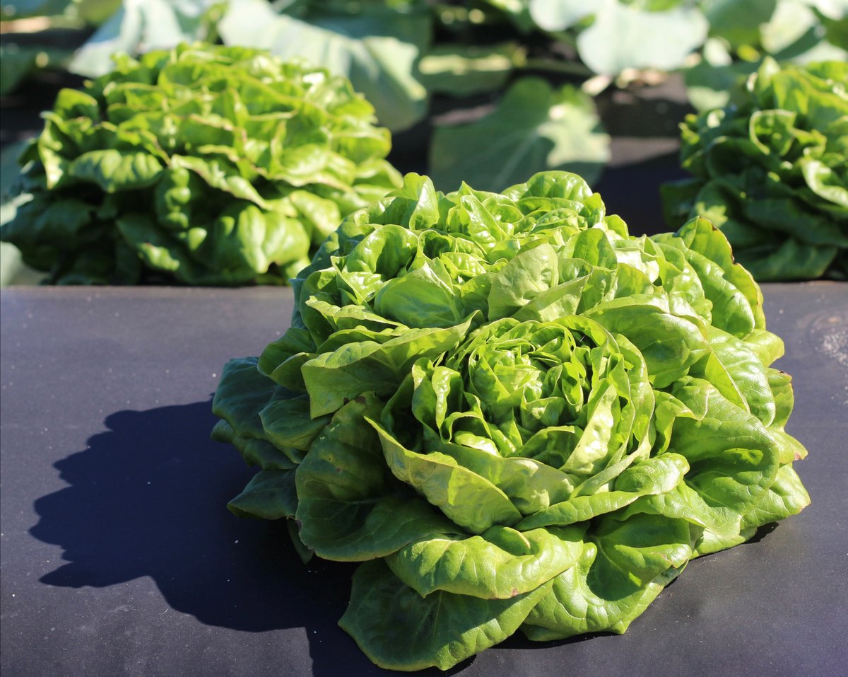 Bibb lettuce is back! 🥬 Pre-picked Bibb lettuce is available for pick-up at our Thanksgiving Drive-Thru tomorrow, Nov. 21! Visit ow.ly/16Ml50Q9pAz to pre-purchase your lettuce, and we will have it ready for you to pick up tomorrow! #SouthernHillFarms #FreshFromFlorida
