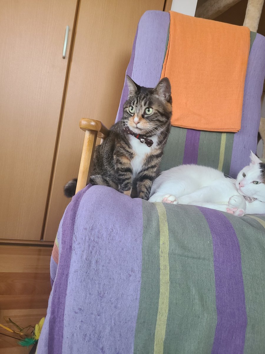 wankocream's tweet photo. 今日も仲良し兄妹♥
#保護猫   #保護猫と暮らす 
#猫好きさんと繋がりたい 
#猫のいる暮らし https://t.co/y9ODrJdYOM