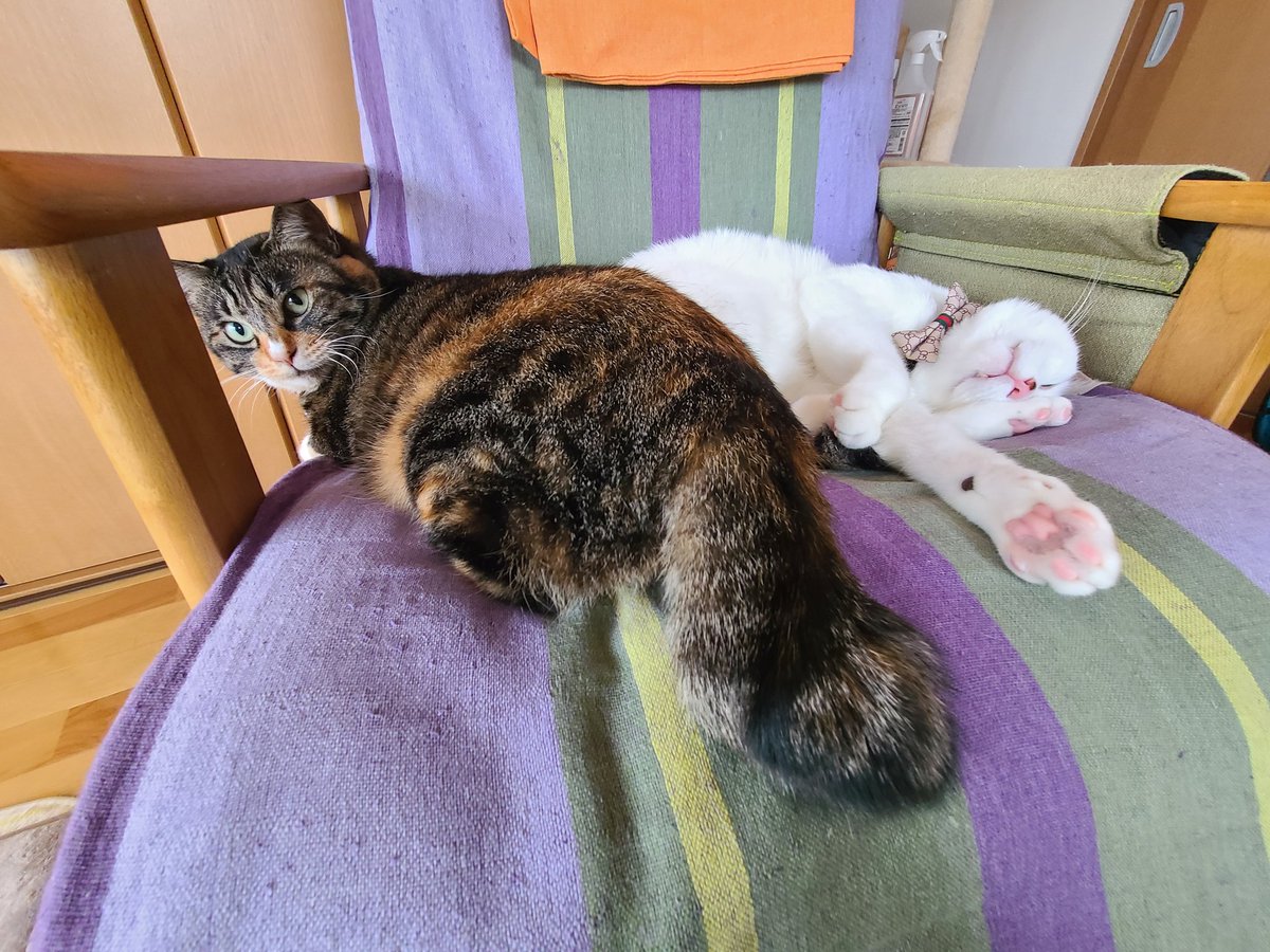 wankocream's tweet photo. 今日も仲良し兄妹♥
#保護猫   #保護猫と暮らす 
#猫好きさんと繋がりたい 
#猫のいる暮らし https://t.co/y9ODrJdYOM