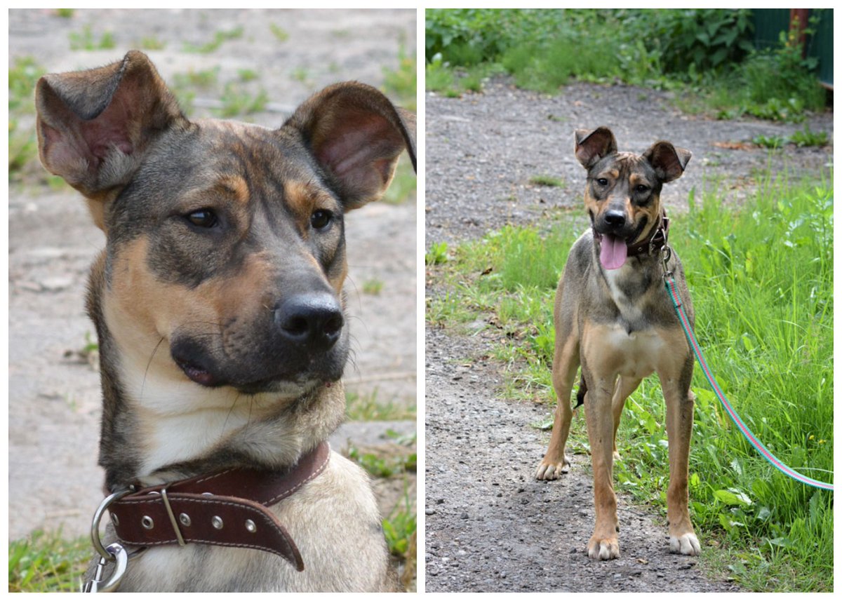 #Москва #Электросталь
У Мокки 0 шансов найти дом. Звонков 0.
Где же взять хозяев для него...
Присмотритесь к нему! Он не подведет. Будет вас любить. Сделайте счастливыми и себя и его.
Пожалуйста, сделайте ретвит!🙏