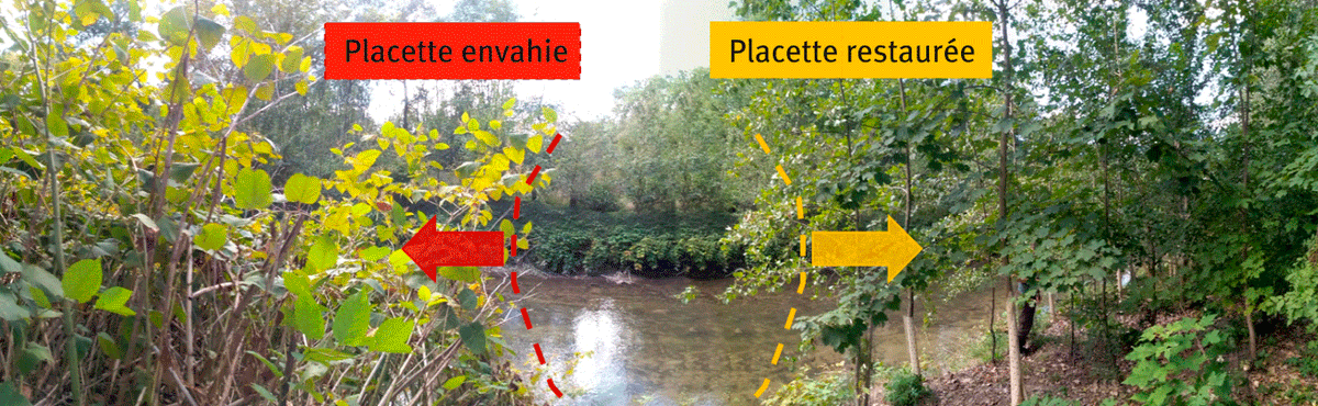 Renouées asiatiques envahissantes : la restauration de berges par le génie végétal est-elle si bénéfique à la qualité chimique et à la biodiversité du sol ? ➡️revue-set.fr/article/view/7…
#Renouée #GénieVégétal #PlanteInvasive #biodiversité #sol