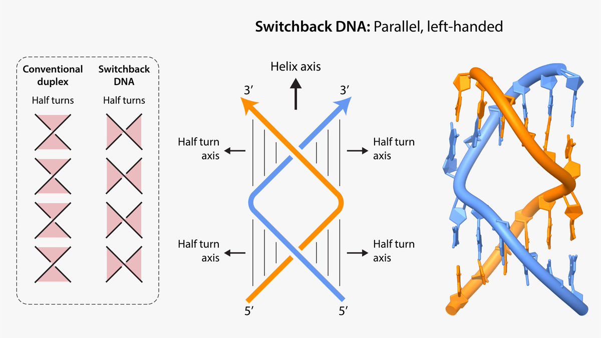 Arun Richard (@arunrichardc) on Twitter photo Our new work on the properties of switchback DNA is now online <a href="/biorxivpreprint/">bioRxiv</a>. Work led by our postdoc <a href="/MadhanG/">Madhanagopal B</a>, in collaboration with Vangaveti and Reddy labs. 🧬📄
<a href="/TheRNAInstitute/">The RNA Institute</a> <a href="/aarodg/">Arlin Rodriguez</a> <a href="/ResearchUAlbany/">UAlbany Research & Economic Development</a> <a href="/UAlbanyNews/">UAlbany News</a>
Check it out -- 🔗bit.ly/3MPs9YS Our new work on the properties of switchback DNA is now online <a href="/biorxivpreprint/">bioRxiv</a>. Work led by our postdoc <a href="/MadhanG/">Madhanagopal B</a>, in collaboration with Vangaveti and Reddy labs. 🧬📄
<a href="/TheRNAInstitute/">The RNA Institute</a> <a href="/aarodg/">Arlin Rodriguez</a> <a href="/ResearchUAlbany/">UAlbany Research & Economic Development</a> <a href="/UAlbanyNews/">UAlbany News</a>
Check it out -- 🔗bit.ly/3MPs9YS