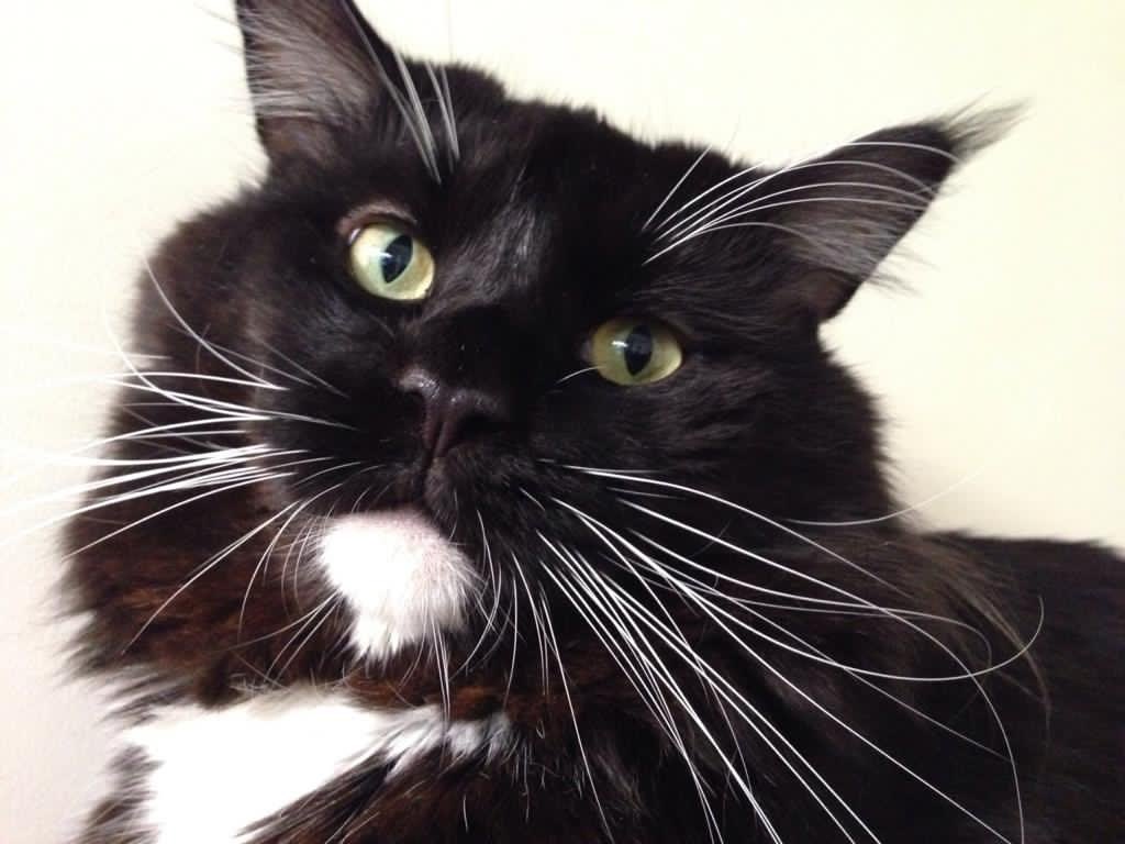 On the show today, if you wondered about the weird sounds in the background of the interview with <a href="/jamescrabtree/">james crabtree</a>  - it was his Maine Coon, Eric, who clearly has strong feelings on China’s role the Middle East.