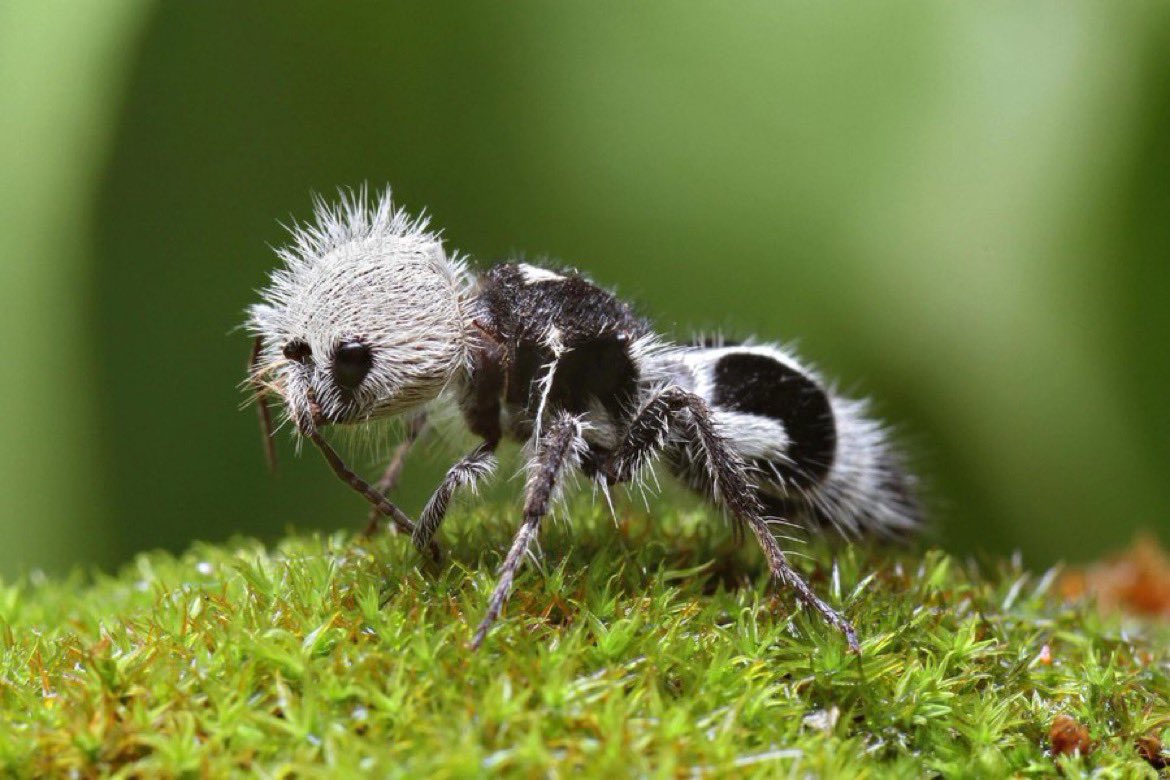 Bu yaratığa “Panda Karıncası” veya “İnek Öldürücü Karınca” adı veriliyor.  Ancak şaşırtıcı bir şekilde aslında bir karınca değil, Mutillidae familyasına ait, yalnız yaşayan bir yaban arısı türü.