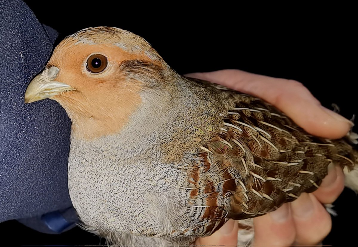 On Saturday night I led a night safari for junior members of @WiltsBirdClub. I came away utterly inspired by the enthusiasm of the children. We ringed Grey Partridge, Fieldfare & 2 Skylarks. Look at the joy on the lads face! He loved ageing/sexing the Fieldfare using a guide book