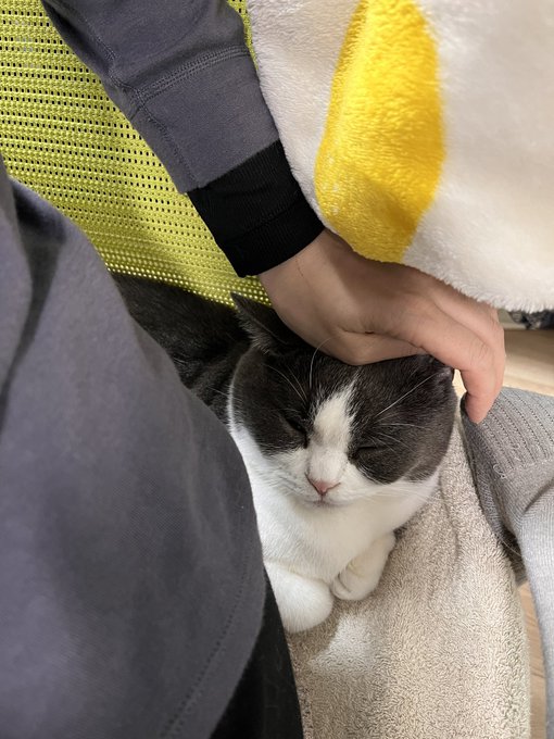 寒くなってきたので仕事部屋の椅子にミニホットカーペットしいたら、猫に察知されて椅子半ケツを強いられてる。かわいいから許す。私の尻もあったかい
