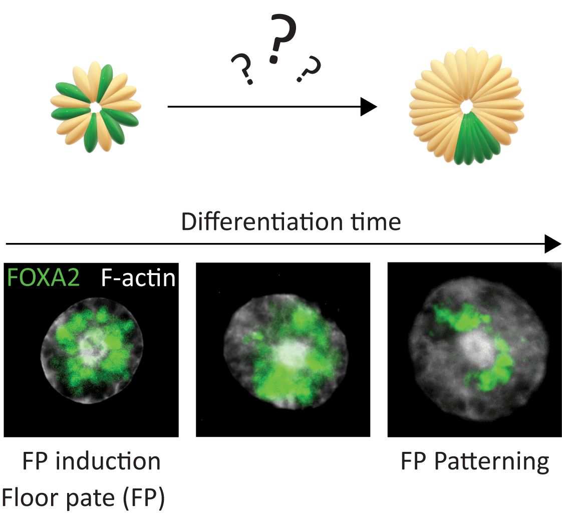 Abdel Rahman Abdel Fattah (@ar_abdelfattah) on Twitter photo Very happy to see this finally out! We, <a href="/AdrianRanga1/">Adrian Ranga</a> lab, wondered how neural tube organoids achieve floor plate (FP) patterns in the absence of established morphogen gradients as is the case in-vivo? We found “position” to bring order to chaos.
DOI: doi.org/10.1016/j.celr… Very happy to see this finally out! We, <a href="/AdrianRanga1/">Adrian Ranga</a> lab, wondered how neural tube organoids achieve floor plate (FP) patterns in the absence of established morphogen gradients as is the case in-vivo? We found “position” to bring order to chaos.
DOI: doi.org/10.1016/j.celr…