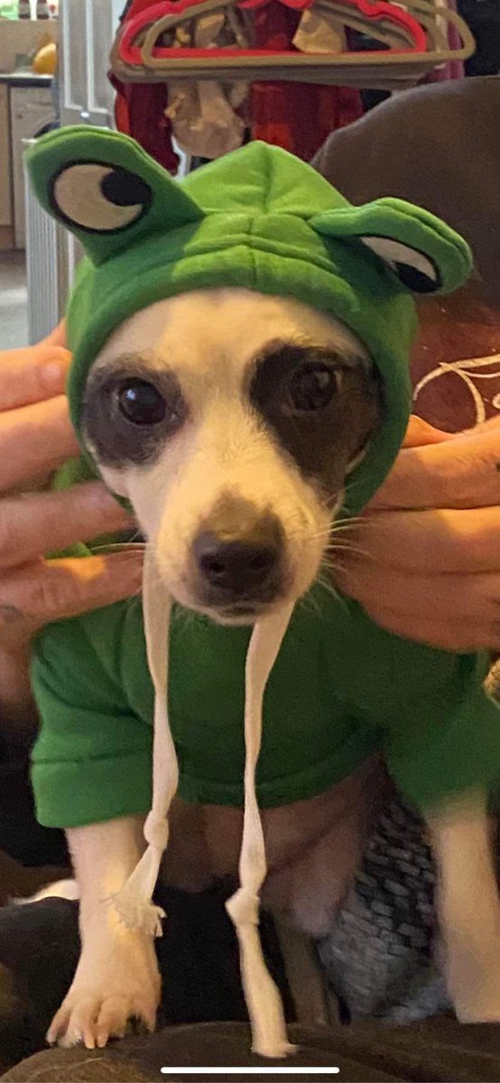 MgsOuterHaven's tweet photo. My dogs no identify as kerotan frogs
Iโm not even sad about it #METALGEARSOLIDMasterCollectionVersion https://t.co/A2qAKf1YIo
